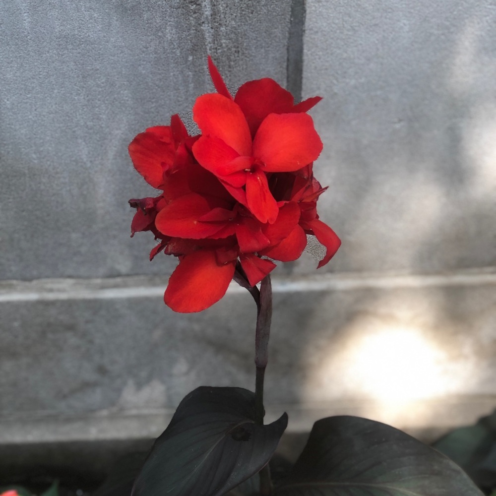 Meet your Posher, Janet